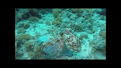 Octopus shows off mind-blowing camouflaging techniques