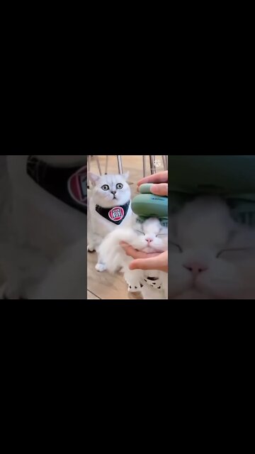 How to STOP The 🐱 cat BITING & CHEWING MACHINE Reality Cat Training | Labrador cat Training #shorts