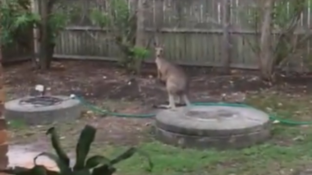 Kangaroo clears garden fence with ease