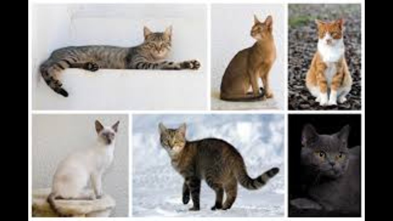 Cat fanie video cat video