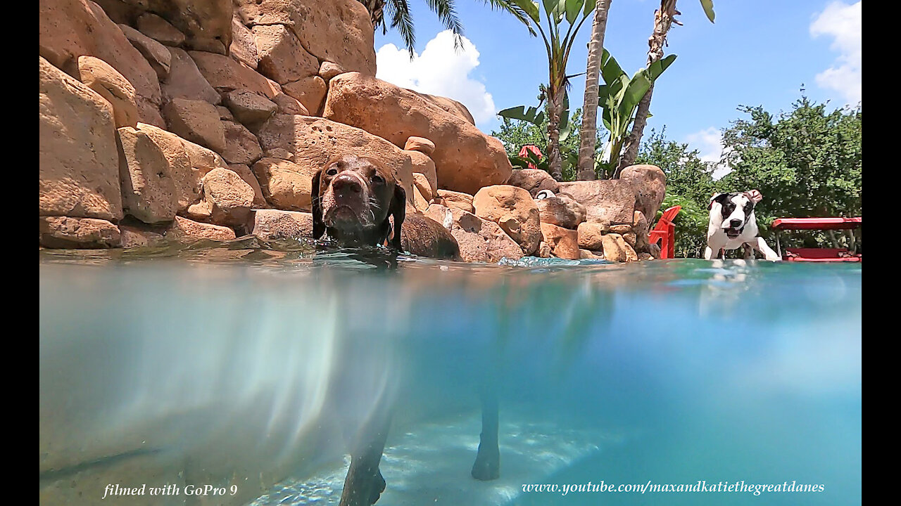 GoPro 9 Black Films Great Danes Watching Pointer Dog Swim Above And Under Water