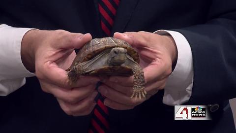 Turtle time with the MO Dept. of Conservation