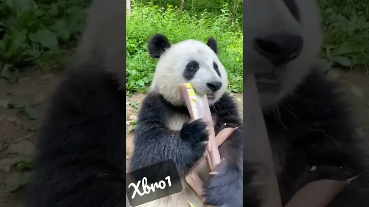 let's see 😀 #animals #foryou #fun #nature #shorts #shortyoutube #shortvideo #youtubeshorts