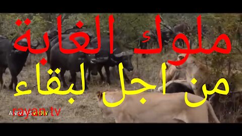 اسود مروضة
