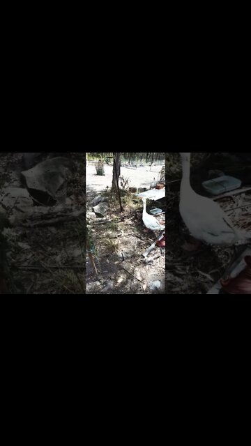 Gander looking after the 2 goslings 7 October 2022