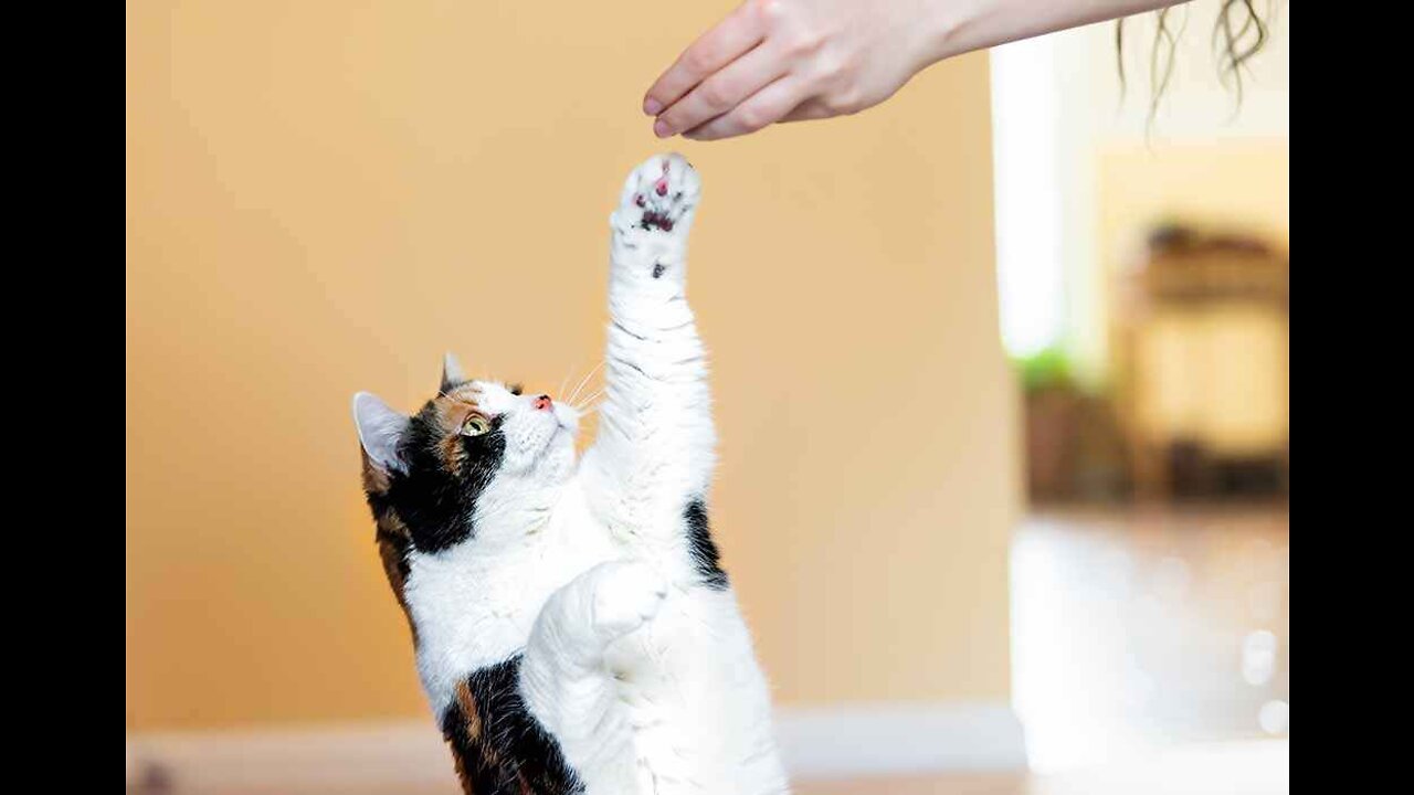 Basic Cat Training Tips