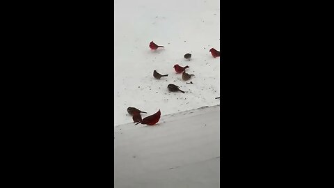 Relatives Stopped In Early for Christmas (Love Nature)