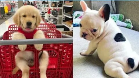Dog funny video