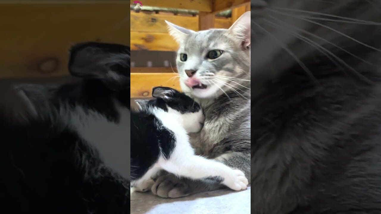 A rescued kitten surprises an elderly cat by suddenly walking up to him😹 😼 🙀