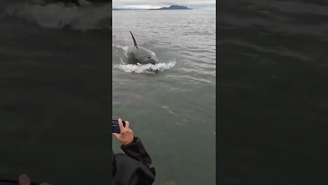 Orca dives under our boat