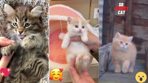 Aww So cutest animals Cats, birds, Rabbit -best video 2022#Cuteanimal #animals #youtubepets&_animals