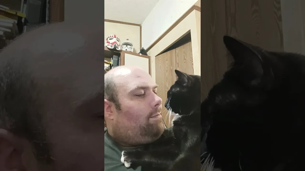 Kitty loves #shortsfeed #shortsvideo #kitty #kittycat #youtubeshorts #cat #catvideos