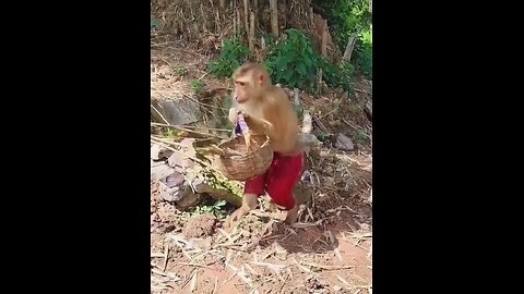 #monkey #funny #videos #short