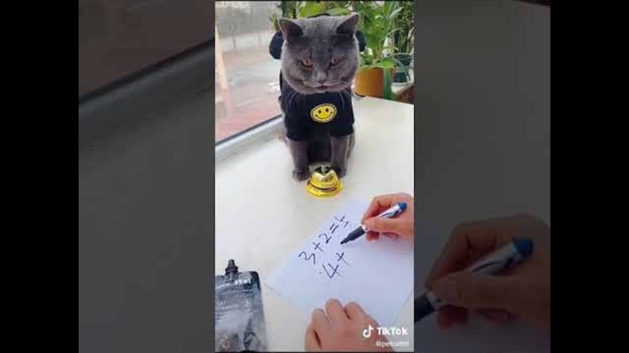 Funny cats, funny cat videos 1577 - Chats drôles, vidéos de chats drôles 1577