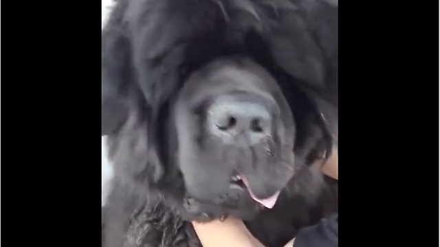 Newfoundland dog pulls off epic bear impersonation