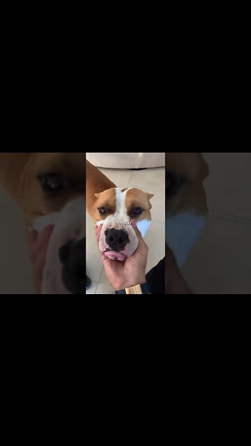 TOP G & G Love ❤️ #andrewtate #topg #dog #pet #pitbull #love #tatespeech #goodboi #andrew