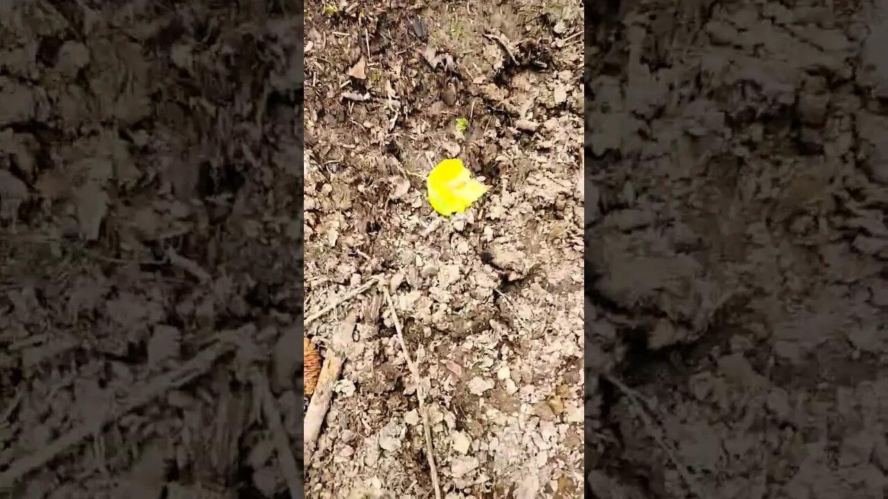 Autumn Starts In August