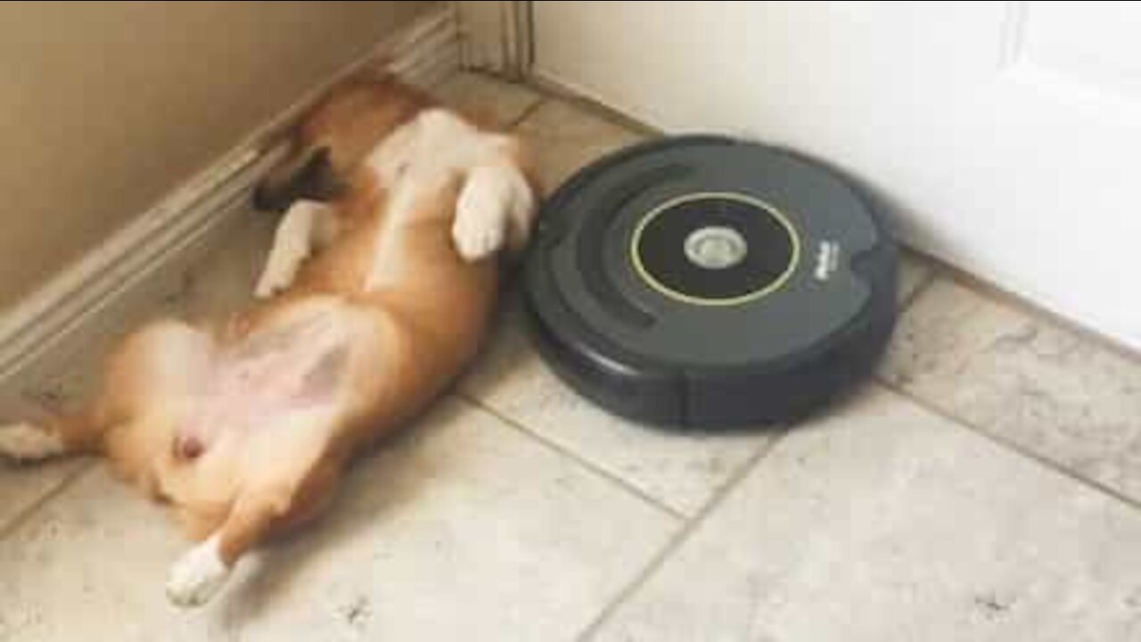 Cadela dorminhoca não acorda nem com um roomba