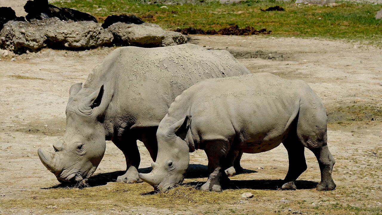 Rhino horn pachyderm free stock video.