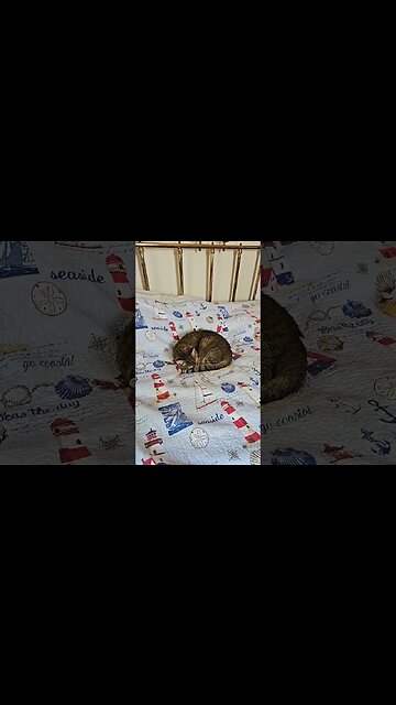 #cat #nap
