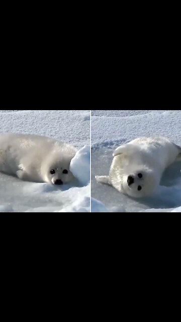 Baby seal tries to roll over but fails