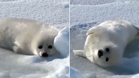 Baby seal tries to roll over but fails