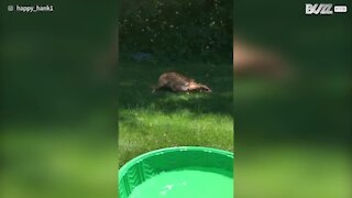 Cão fica felicíssimo por utilizar a piscina