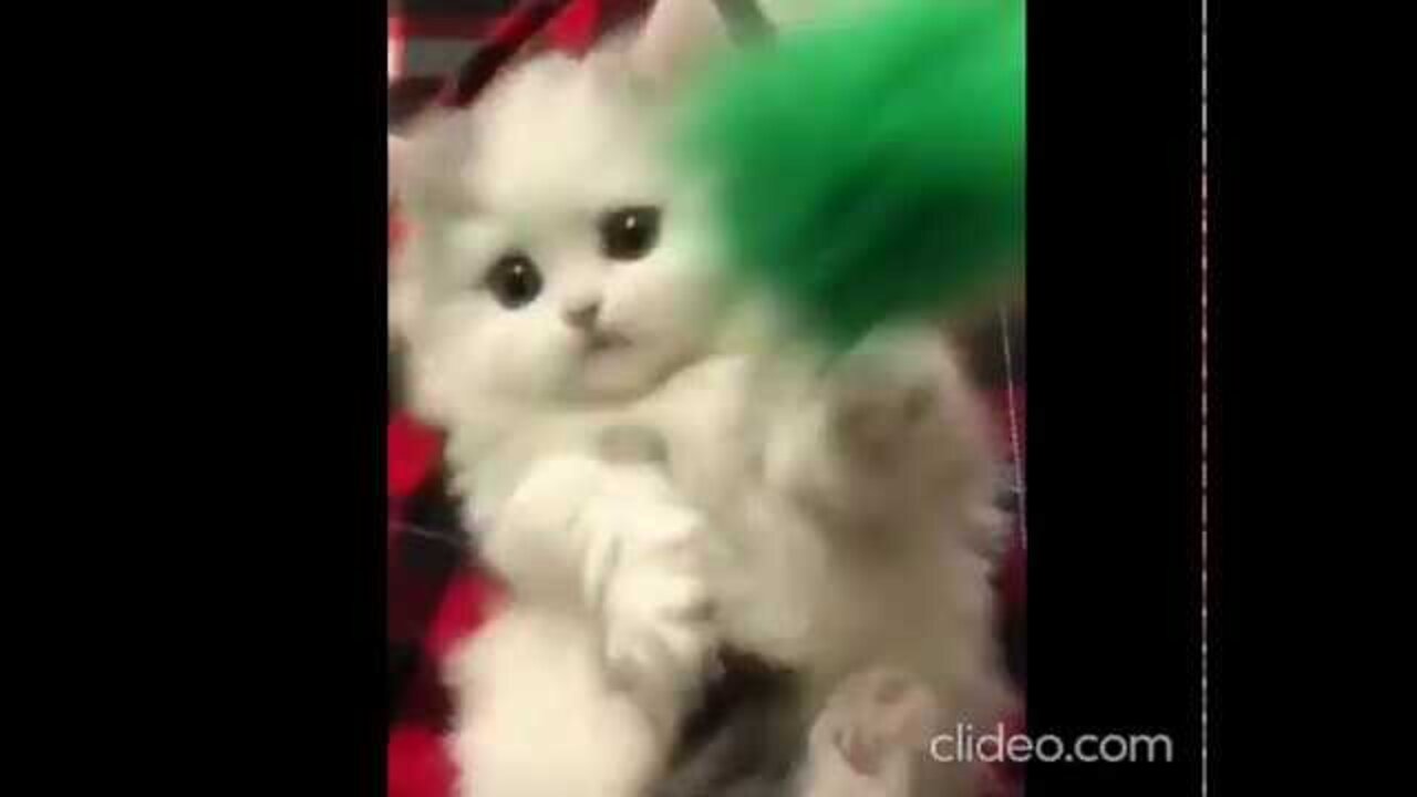 Cute cats video compilation 2022