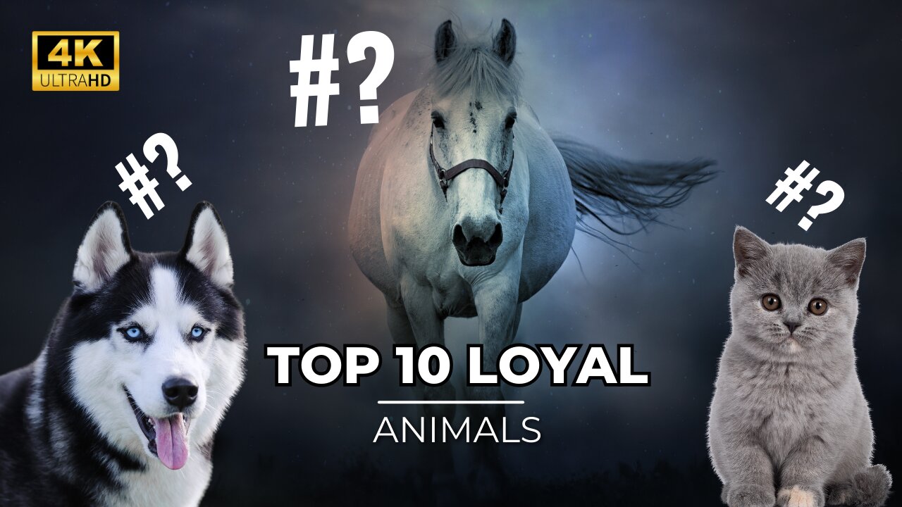 Top 10 Loyal Animals