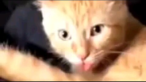 2024 special funniest animals video