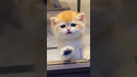 Hilarious And Adorable Kitten Moments.