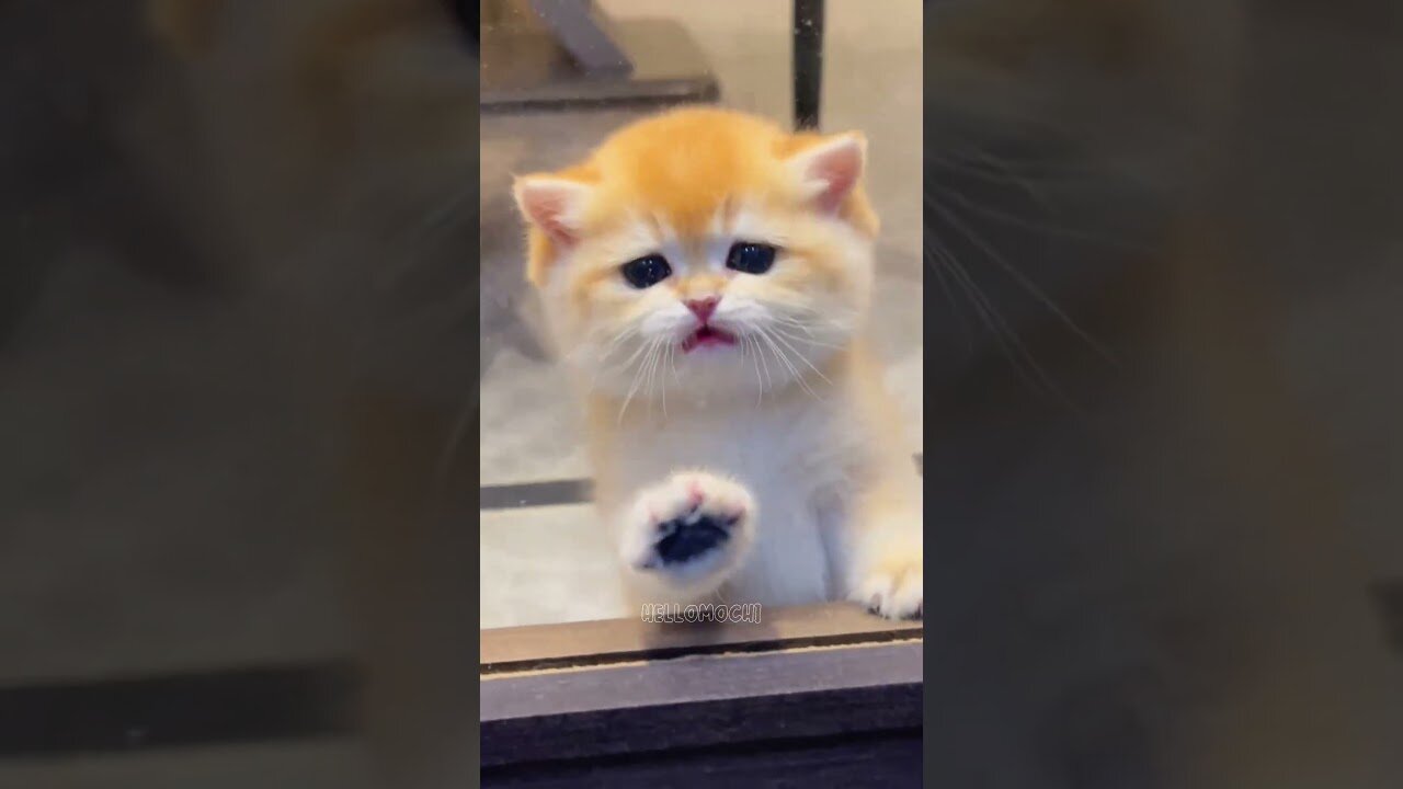 Hilarious And Adorable Kitten Moments.