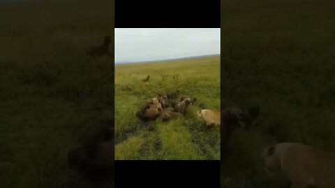 fight between gangs