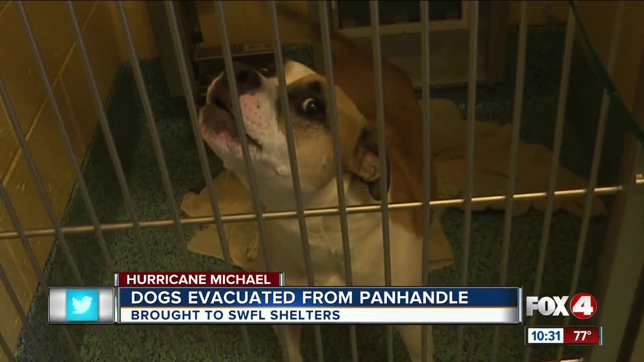 Naples Human Society saves 46 dogs from Hurricane Michael