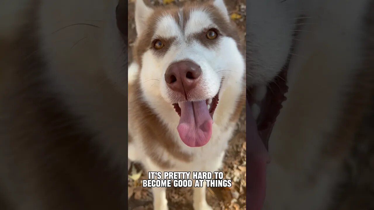 My husky mastered these 2 things…