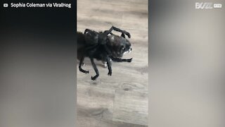 Ce vieux chien est adorable dans son costume d'araignée