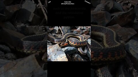 Certain types of snakes can go months without eating #reptiles #snakes #shorts