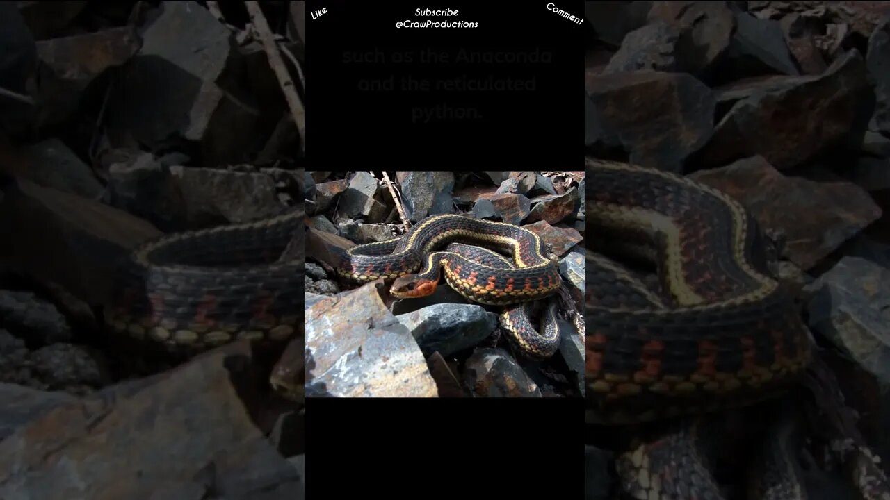 Certain types of snakes can go months without eating #reptiles #snakes #shorts