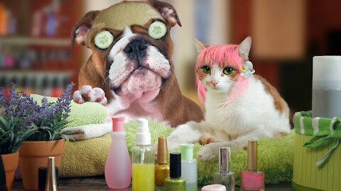 Dogs and cats funny moments