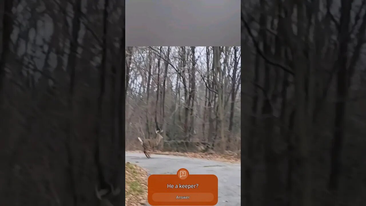nice buck in Norwich CT #CTDeet #CTBucks