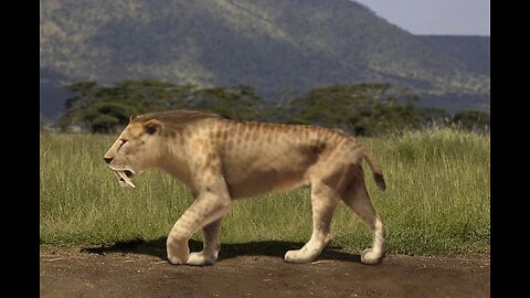Tiger Dantero