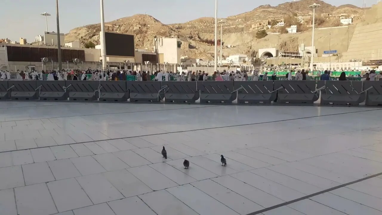 Pigeons of Masjid al-Haram | Makkah