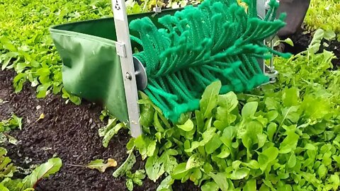 Harvest Salad Greens in SECONDS Quick Cut Greens Harvester