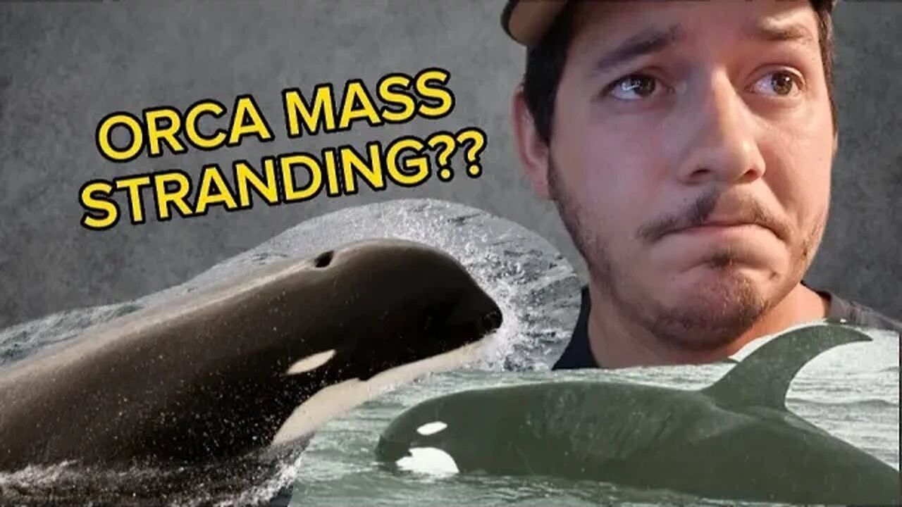 Rare orca mass stranding... Part of Cult ritual??