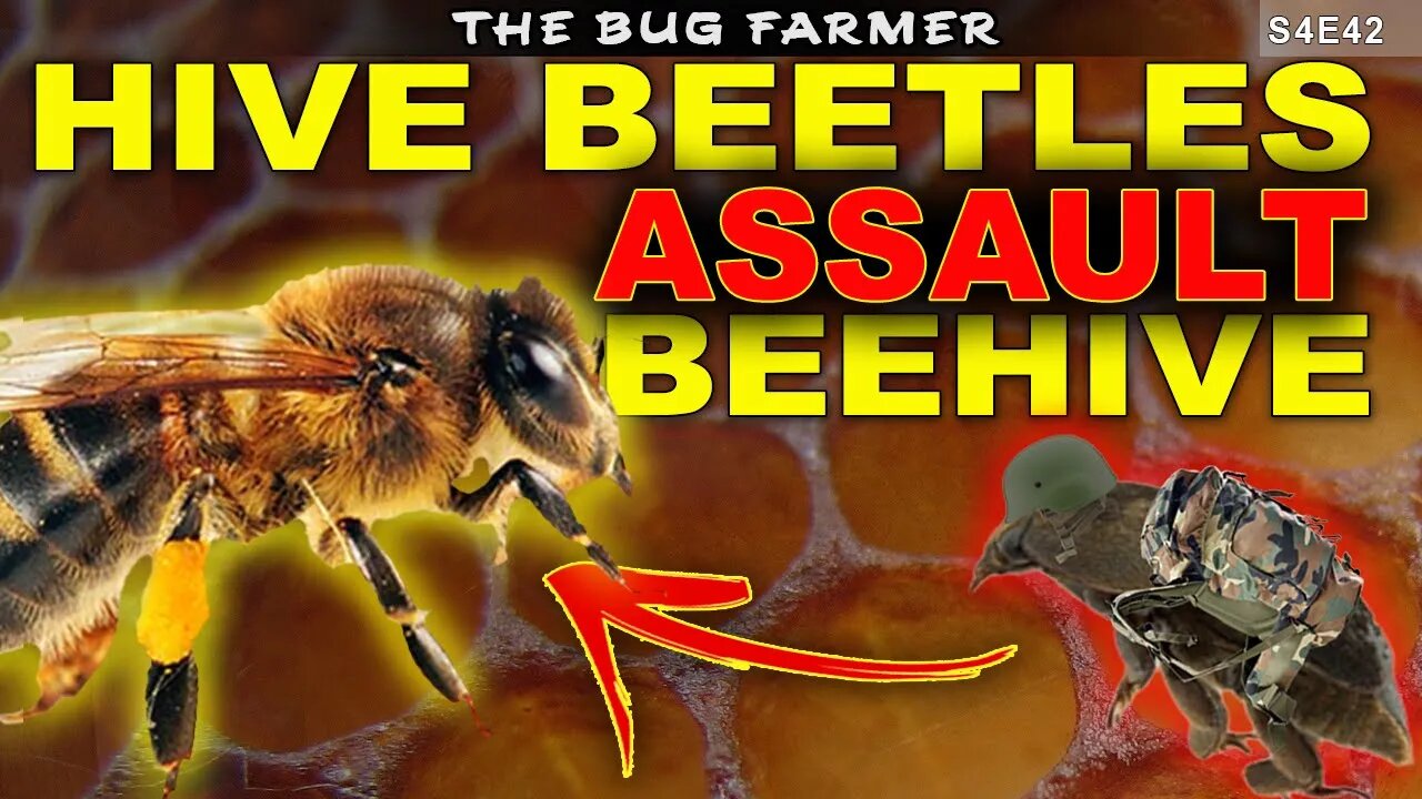 Hive Beetles ASSAULT the Coast Guard | BEETLEGEDDON 2023 | #beekeeping