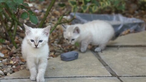 Crying Kittens Scratching the Microphone 🐱🎤