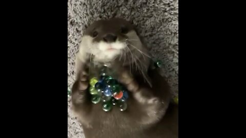 Otter plays with marbles