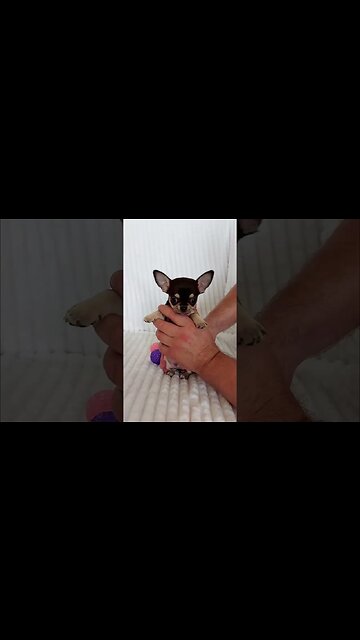 You Won't Believe What This Cute Animal Did Next!