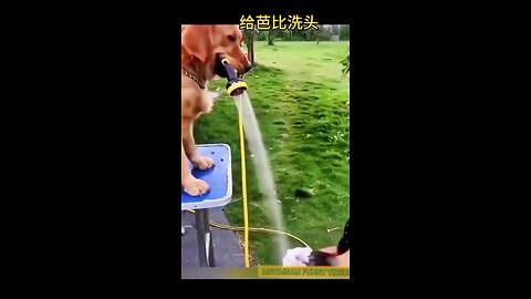 Tasty dog 🤣