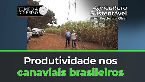 Produtividade nos canaviais brasileiros com a Lottus BioSoluções